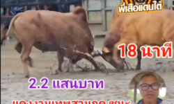 คลิปวัวชนย้อนหลัง ผลการชน แดงงามเทพสามฤดู (เสือทอง) VS\ แดงอัศวินสิงห์นักล่าดาราเมืองใต้ (ลูกเบอร์)