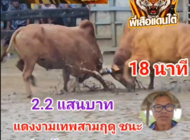 คลิปวัวชนย้อนหลัง ผลการชน แดงงามเทพสามฤดู (เสือทอง) VS\ แดงอัศวินสิงห์นักล่าดาราเมืองใต้ (ลูกเบอร์)