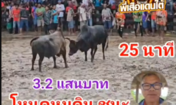 คลิปวัวชนย้อนหลัง ผลการชน โหนดงามยอดเด็จเพชรสังหาร (หมูดิน) VS โหนดน้อยพรนารายณ์ (สายธาร)