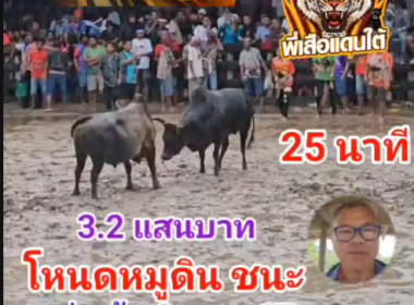 คลิปวัวชนย้อนหลัง ผลการชน โหนดงามยอดเด็จเพชรสังหาร (หมูดิน) VS โหนดน้อยพรนารายณ์ (สายธาร)