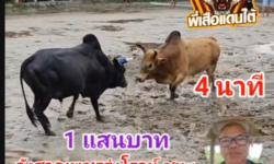 คลิปวัวชนย้อนหลัง ผลการชน ลังสาดเพชรรุ่งโรจน์ VS ดุกด้างอิมิแนนซ์แอร์