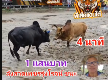 คลิปวัวชนย้อนหลัง ผลการชน ลังสาดเพชรรุ่งโรจน์ VS ดุกด้างอิมิแนนซ์แอร์