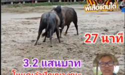 คลิปวัวชนย้อนหลัง ผลการชน โหนดท้องลายเจ้าปัญญา (อ้ายโพธิ์) VS ดุกด้างยอดพิทักษ์พยัคฆ์นำชัย (อ้ายแหบ)