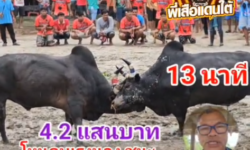 คลิปวัวชนย้อนหลัง ผลการชน โหนดบุเรงนอง (อ้ายโนรา) VS โหนดหลังขาวเพชรบัณฑิต (เรือพระ)