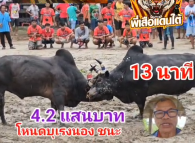 คลิปวัวชนย้อนหลัง ผลการชน โหนดบุเรงนอง (อ้ายโนรา) VS โหนดหลังขาวเพชรบัณฑิต (เรือพระ)