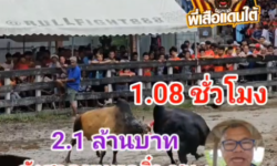 คลิปวัวชนย้อนหลัง ผลการชน ลังสาดขุนแผนจิ๋ว (ขุนแผน) VS โหนดแสนชัยเพชรภูผา (หล่อเหลือเหตุ)