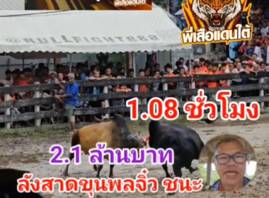 คลิปวัวชนย้อนหลัง ผลการชน ลังสาดขุนแผนจิ๋ว (ขุนแผน) VS โหนดแสนชัยเพชรภูผา (หล่อเหลือเหตุ)