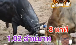 คลิปวัวชนย้อนหลัง ผลการชน ลังสาดเพชรทองปราย VS โหนดงามพิชัยยุทธรุ่งเรืองทรัพย์ (ขุนพันธ์)