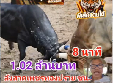 คลิปวัวชนย้อนหลัง ผลการชน ลังสาดเพชรทองปราย VS โหนดงามพิชัยยุทธรุ่งเรืองทรัพย์ (ขุนพันธ์)