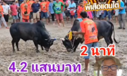 คลิปวัวชนย้อนหลัง ผลการชน โหนดยอดปัญญาวุฒิ (อ้ายหัวถ่าน) VS ดุกด้างแซมทรัพย์ประสานชัย (อ้ายน้อง)