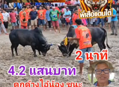 คลิปวัวชนย้อนหลัง ผลการชน โหนดยอดปัญญาวุฒิ (อ้ายหัวถ่าน) VS ดุกด้างแซมทรัพย์ประสานชัย (อ้ายน้อง)