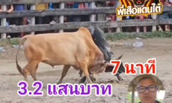 คลิปวัวชนย้อนหลัง ผลการชน ขาวเพชรสายธาร (อ้ายธง) VS ลายสุดๆ