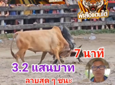 คลิปวัวชนย้อนหลัง ผลการชน ขาวเพชรสายธาร (อ้ายธง) VS ลายสุดๆ