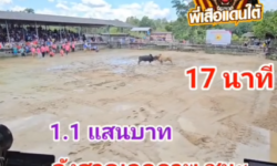 คลิปวัวชนย้อนหลัง ผลการชน นิลงามจอมมารบู (อ้ายรถพ่วง)  VS ลังสาดเอกภาพ