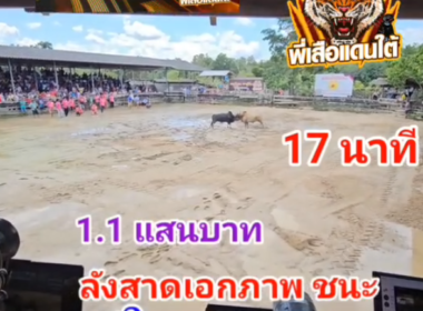 คลิปวัวชนย้อนหลัง ผลการชน นิลงามจอมมารบู (อ้ายรถพ่วง)  VS ลังสาดเอกภาพ