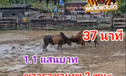 คลิปวัวชนย้อนหลัง ผลการชน โหนดห้าพลังจอมราชันย์  VS ขาวราชาเทพสอง (ไข่แดง)