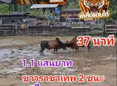 คลิปวัวชนย้อนหลัง ผลการชน โหนดห้าพลังจอมราชันย์  VS ขาวราชาเทพสอง (ไข่แดง)