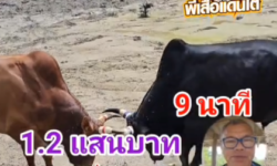 คลิปวัวชนย้อนหลัง ผลการชน   แดงงามรุ่งเพชร (ไอ้รถไฟ) VS ดุกด้างปราบรุ่งเพชร (ไอ้แม็กนั่ม)