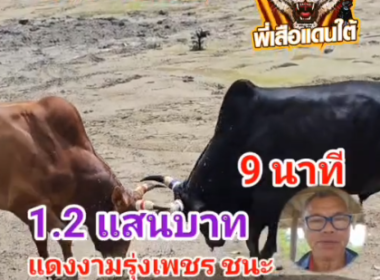 คลิปวัวชนย้อนหลัง ผลการชน   แดงงามรุ่งเพชร (ไอ้รถไฟ) VS ดุกด้างปราบรุ่งเพชร (ไอ้แม็กนั่ม)