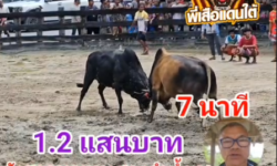 คลิปวัวชนย้อนหลัง ผลการชน นิลท้องลายชาติพยัคฆ์ (ลายใบยอ) VS ลังสาดทายาทสองลำน้ำ