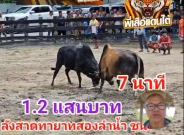 คลิปวัวชนย้อนหลัง ผลการชน นิลท้องลายชาติพยัคฆ์ (ลายใบยอ) VS ลังสาดทายาทสองลำน้ำ