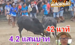 คลิปวัวชนย้อนหลัง ผลการชน ลายทรัพย์เดโช VS โหนดทรัพย์เจริญ