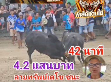 คลิปวัวชนย้อนหลัง ผลการชน ลายทรัพย์เดโช VS โหนดทรัพย์เจริญ