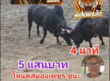 คลิปวัวชนย้อนหลัง ผลการชน โหนดสมองเพชรเพิ่มพูลทรัพย์ VS โหนดเงินเพชรทองแท้ (ไอ้ปาน)