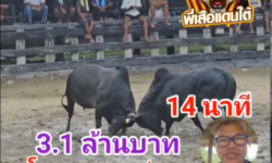 คลิปวัวชนย้อนหลัง ผลการชน นิลงามเพชรภูผายอดมงคลชัย (ราหูน้อย) VS โหนดแซมพยัคฆ์โดมทอง (ตามรอยพ่อ)