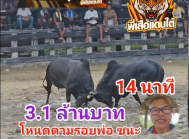 คลิปวัวชนย้อนหลัง ผลการชน นิลงามเพชรภูผายอดมงคลชัย (ราหูน้อย) VS โหนดแซมพยัคฆ์โดมทอง (ตามรอยพ่อ)