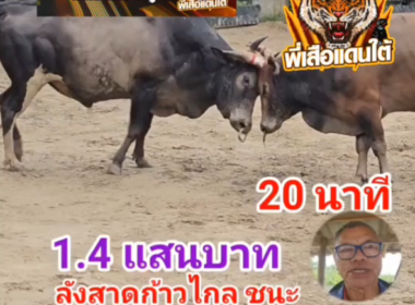 คลิปวัวชนย้อนหลัง ผลการชน โคลังสาดก้าวไกล(ไอ้ลูกวัว) VS โคดุกด้างสายฟ้า (มาเฮ)