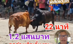 คลิปวัวชนย้อนหลัง ผลการชน  ดุกด้างเพชรมงคลชัย (เสือเตี้ย)  VS  แดงงามลำน้ำมูล (ไอ้ด้าน)