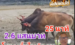 คลิปวัวชนย้อนหลัง ผลการชน โหนดเตี้ยใจเด็ดเพชรสามดาว (ไอ้เตี้ย)  VS  ลังสาดสิบตำลึงทอง (ไอ้เกิน)