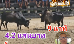 คลิปวัวชนย้อนหลัง ผลการชน โหนดงามหลังขาวนักเลงล่าทรัพย์  VS  โหนดอัศวินยอดนักสู้ (สมองกล)