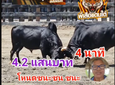 คลิปวัวชนย้อนหลัง ผลการชน โหนดงามชนะชนนิลงามเพชรสายรุ้ง (อ้ายรอรัก) VS นิลงามดอกเพชร