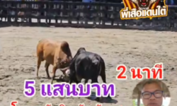 คลิปวัวชนย้อนหลัง ผลการชน แดงงามเพชรนารายณ์ (อ้ายกุ้ง) VS โหนดงามอัศวินพันทับ (กรรณจอมพลัง)