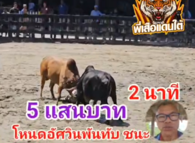 คลิปวัวชนย้อนหลัง ผลการชน แดงงามเพชรนารายณ์ (อ้ายกุ้ง) VS โหนดงามอัศวินพันทับ (กรรณจอมพลัง)