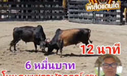 คลิปวัวชนย้อนหลัง ผลการชน ขาวน้อยร้อยวิชา (ทองพลอย) VS โหนดเพชรจุฬายอดนำชัย