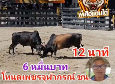 คลิปวัวชนย้อนหลัง ผลการชน ขาวน้อยร้อยวิชา (ทองพลอย) VS โหนดเพชรจุฬายอดนำชัย