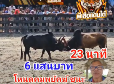 คลิปวัวชนย้อนหลัง ผลการชน โหนดคมพยัคฆ์พิทักษ์ทรัพย์นำชัย VS ลังสาดเทพประทาน (หน้าชี)