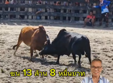 คลิปวัวชนย้อนหลัง ผลการชน ลังสาดตะวันฉาย (ขุนทอง) VS ดุกด้างหนึ่งในรักบี้ (สังข์ทอง)