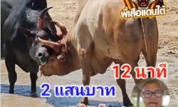 คลิปวัวชนย้อนหลัง ผลการชน โหนดยอดนักสู้ (ไอ้หัวพูล)  VS ขาวงามชาติพยัคฆ์ (งูปะ2)