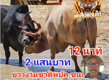 คลิปวัวชนย้อนหลัง ผลการชน โหนดยอดนักสู้ (ไอ้หัวพูล)  VS ขาวงามชาติพยัคฆ์ (งูปะ2)