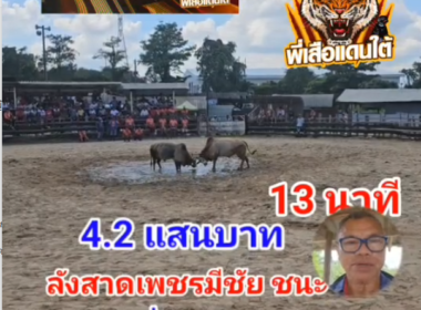 คลิปวัวชนย้อนหลัง ผลการชน ขาวคมพยัคฆ์พยัคฆ์พันทาง (เก็บตก)  VS ลังสาดเพชรมีชัย (อ้ายปาน)