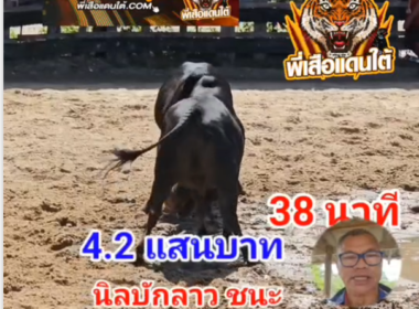 คลิปวัวชนย้อนหลัง ผลการชน โหนดทรัพย์สิน (อ้ายสิน)  VS นิลงามคชสารเล็กเพชฌฆาตพยัคฆ์นำชัย (บักลาว)