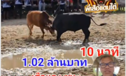 คลิปวัวชนย้อนหลัง ผลการชน ดุกด้างพยัคฆ์แสนกล (ดาวหาง) VS แดงลูกเทพยอดอัศวิน (เสือแดง)