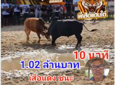 คลิปวัวชนย้อนหลัง ผลการชน ดุกด้างพยัคฆ์แสนกล (ดาวหาง) VS แดงลูกเทพยอดอัศวิน (เสือแดง)