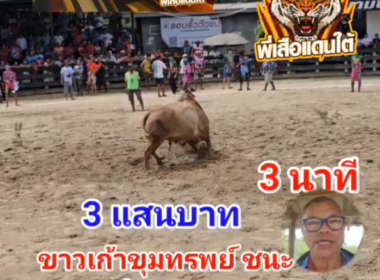 คลิปวัวชนย้อนหลัง ผลการชน ขาวเก้าขุมทรัพย์ (ปืนใหญ่) VS ลังสาดงามโชคบัญชาชัย