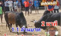 คลิปวัวชนย้อนหลัง ผลการชน โหนดงามรุ่งเรืองทรัพย์ (ไอ้ช้าง)  VS ลายดอกจุมพิษ