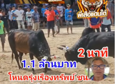 คลิปวัวชนย้อนหลัง ผลการชน โหนดงามรุ่งเรืองทรัพย์ (ไอ้ช้าง)  VS ลายดอกจุมพิษ